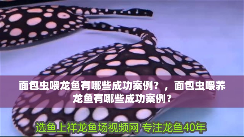 面包蟲喂龍魚有哪些成功案例？，面包蟲喂養龍魚有哪些成功案例？