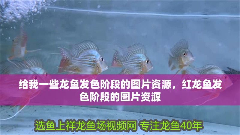給我一些龍魚發(fā)色階段的圖片資源，紅龍魚發(fā)色階段的圖片資源