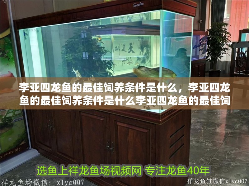 李亞四龍魚的最佳飼養條件是什么，李亞四龍魚的最佳飼養條件是什么李亞四龍魚的最佳飼養條件