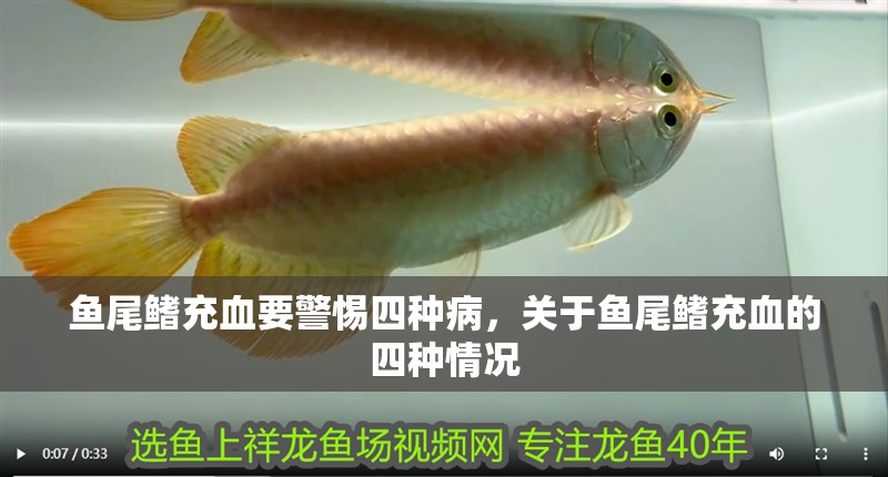 魚尾鰭充血要警惕四種病，關于魚尾鰭充血的四種情況