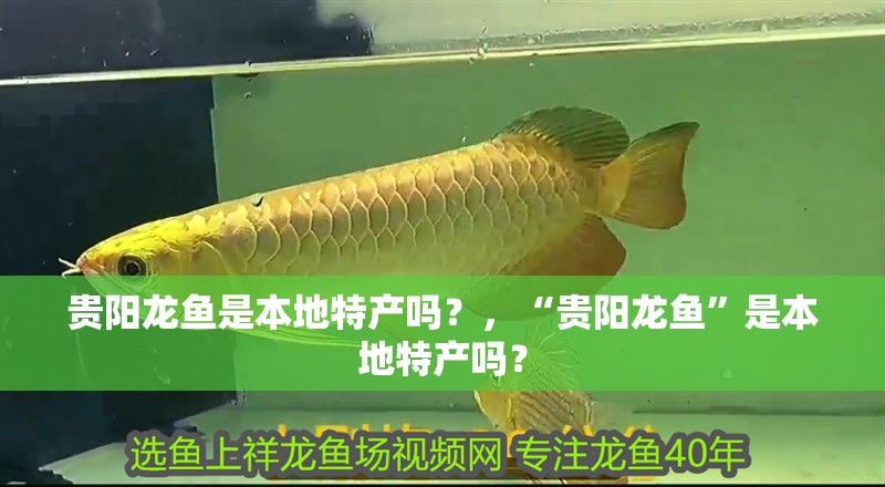 貴陽龍魚是本地特產(chǎn)嗎？，“貴陽龍魚”是本地特產(chǎn)嗎？