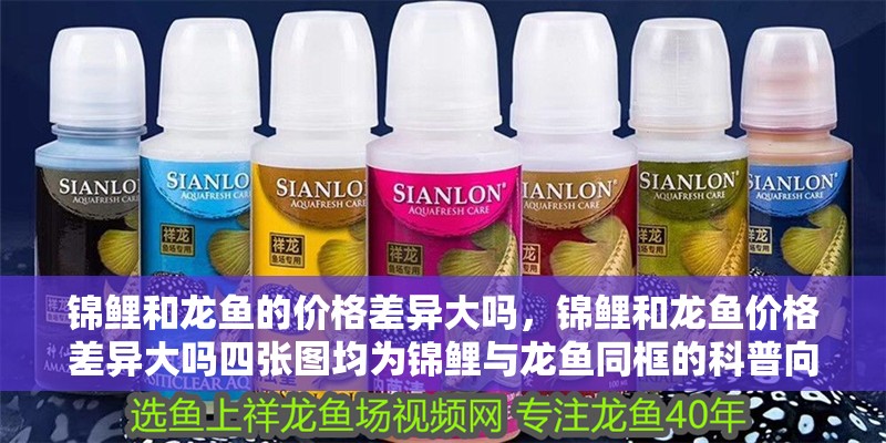 錦鯉和龍魚的價格差異大嗎，錦鯉和龍魚價格差異大嗎四張圖均為錦鯉與龍魚同框的科普向插畫