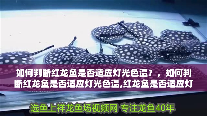 如何判斷紅龍魚是否適應燈光色溫？，如何判斷紅龍魚是否適應燈光色溫,紅龍魚是否適應燈光色溫