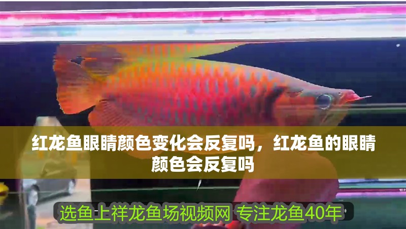 紅龍魚眼睛顏色變化會反復嗎，紅龍魚的眼睛顏色會反復嗎