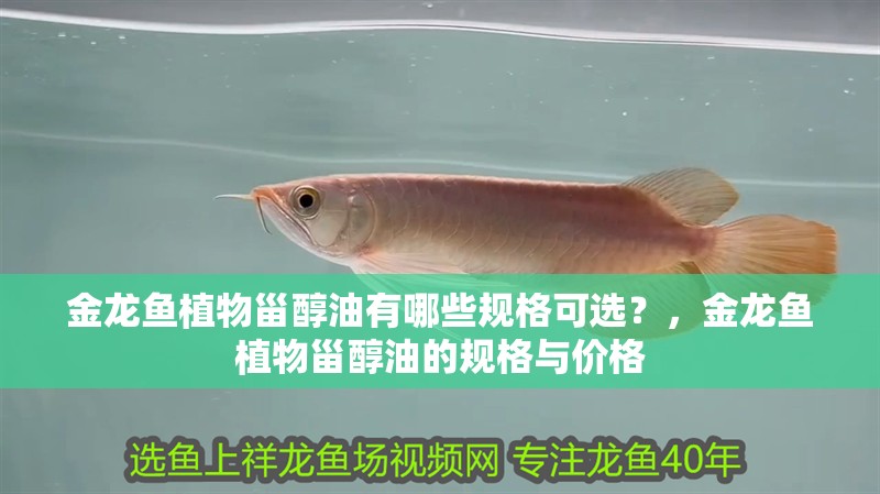 金龍魚植物甾醇油有哪些規(guī)格可選？，金龍魚植物甾醇油的規(guī)格與價格