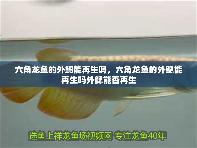 六角龍魚的外鰓能再生嗎，六角龍魚的外鰓能再生嗎外鰓能否再生