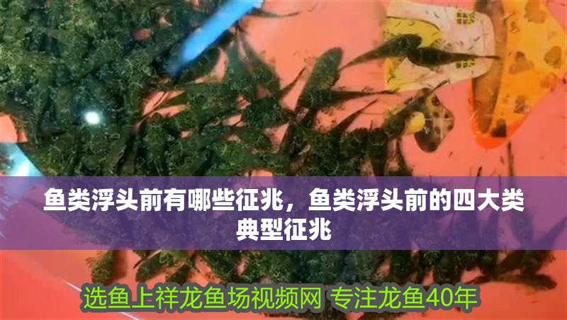 魚類浮頭前有哪些征兆，魚類浮頭前的四大類典型征兆