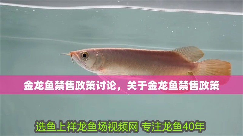 金龍魚禁售政策討論，關于金龍魚禁售政策