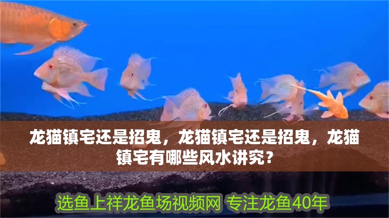 龍貓鎮宅還是招鬼，龍貓鎮宅還是招鬼，龍貓鎮宅有哪些風水講究？