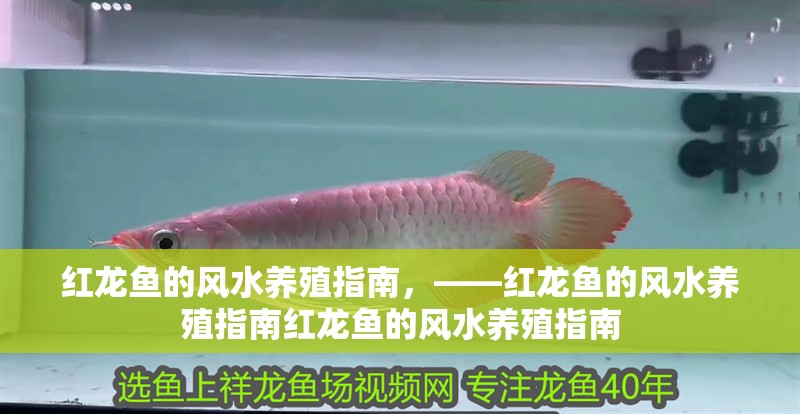 紅龍魚的風水養殖指南，——紅龍魚的風水養殖指南紅龍魚的風水養殖指南