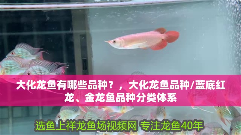 大化龍魚有哪些品種？，大化龍魚品種/藍底紅龍、金龍魚品種分類體系