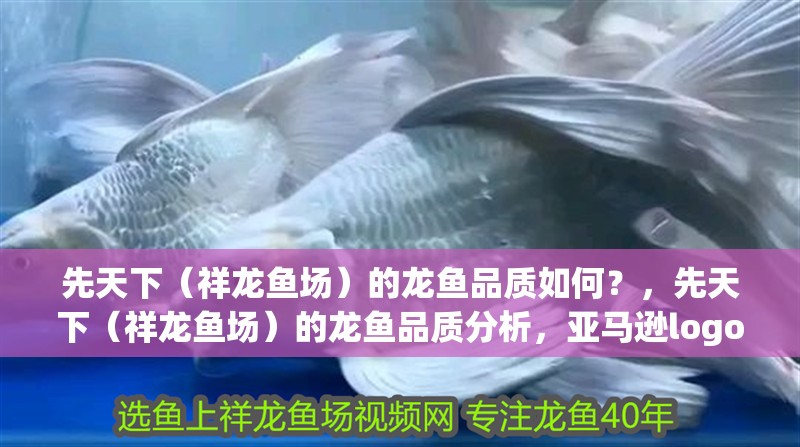 先天下（祥龍魚場(chǎng)）的龍魚品質(zhì)如何？，先天下（祥龍魚場(chǎng)）的龍魚品質(zhì)分析，亞馬遜logo的演變過(guò)程