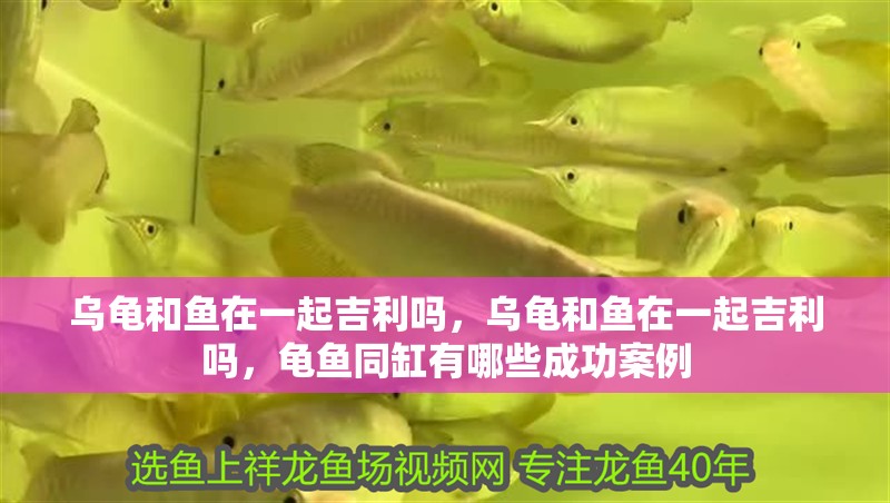 烏龜和魚在一起吉利嗎，烏龜和魚在一起吉利嗎，龜魚同缸有哪些成功案例