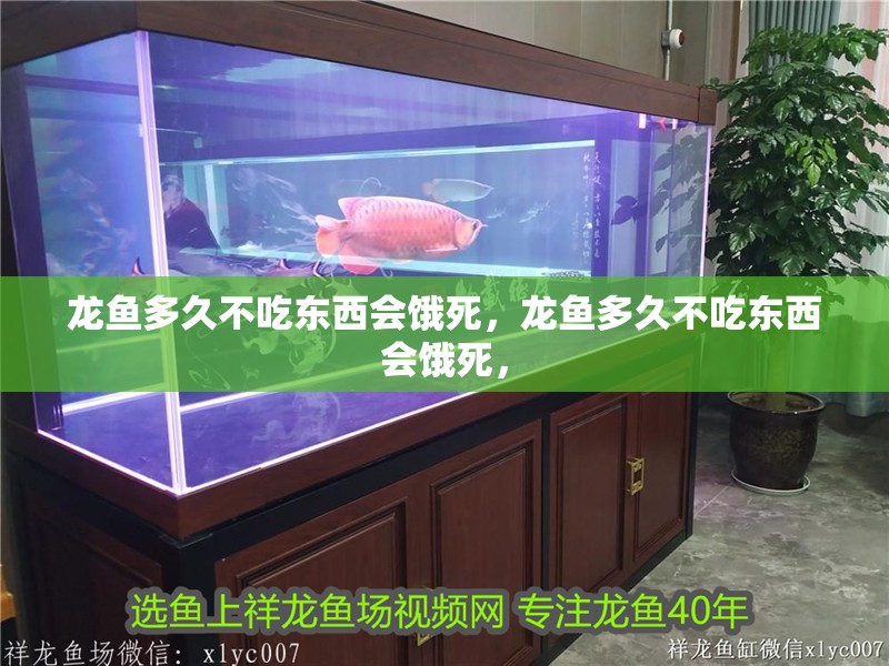 龍魚多久不吃東西會(huì)餓死，龍魚多久不吃東西會(huì)餓死，