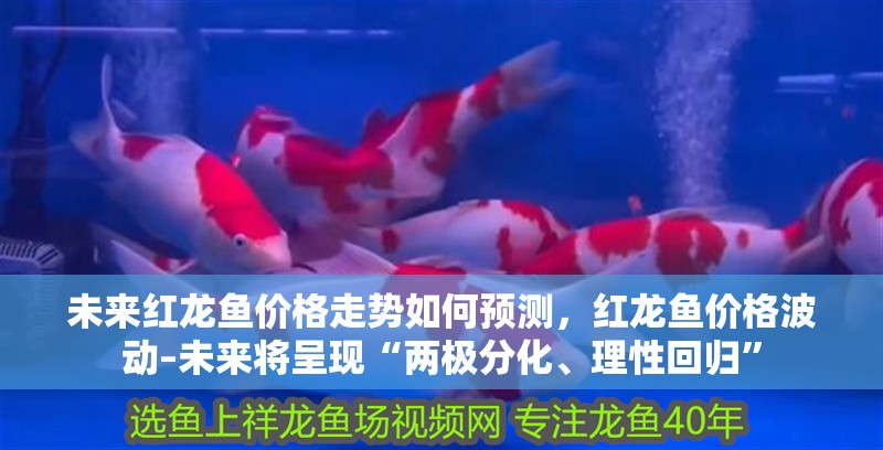 未來紅龍魚價格走勢如何預測，紅龍魚價格波動–未來將呈現“兩極分化、理性回歸”