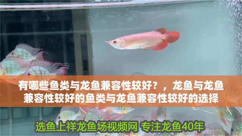 有哪些魚類與龍魚兼容性較好？，龍魚與龍魚兼容性較好的魚類與龍魚兼容性較好的選擇