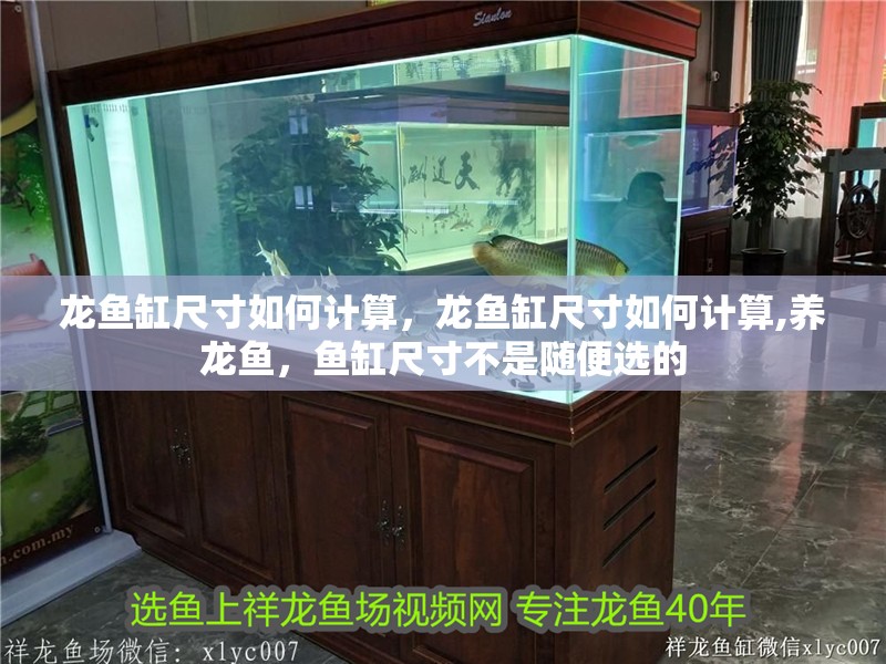 龍魚(yú)缸尺寸如何計(jì)算，龍魚(yú)缸尺寸如何計(jì)算,養(yǎng)龍魚(yú)，魚(yú)缸尺寸不是隨便選的