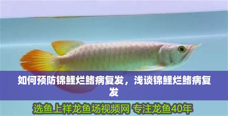如何預防錦鯉爛鰭病復發，淺談錦鯉爛鰭病復發