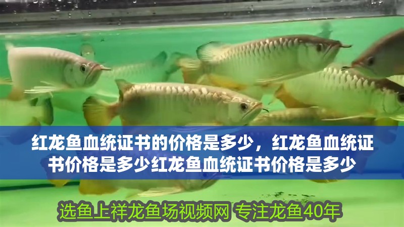 紅龍魚血統證書的價格是多少，紅龍魚血統證書價格是多少紅龍魚血統證書價格是多少
