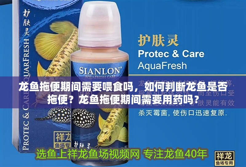 龍魚拖便期間需要喂食嗎，如何判斷龍魚是否拖便？龍魚拖便期間需要用藥嗎？