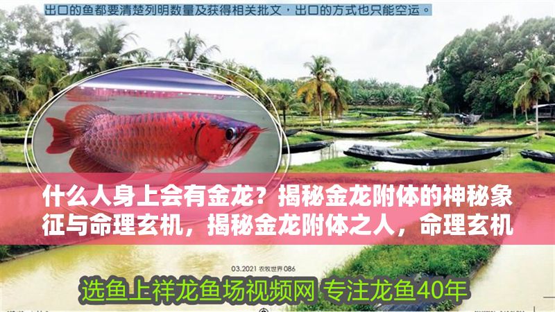 什么人身上會(huì)有金龍？揭秘金龍附體的神秘象征與命理玄機(jī)，揭秘金龍附體之人，命理玄機(jī)與神秘象征解析 什么人身上會(huì)有金龍？揭秘金龍附體的神秘象征與命理玄機(jī)，揭秘金龍附體之人，命理玄機(jī)與神秘象征解析 龍魚百科 第1張