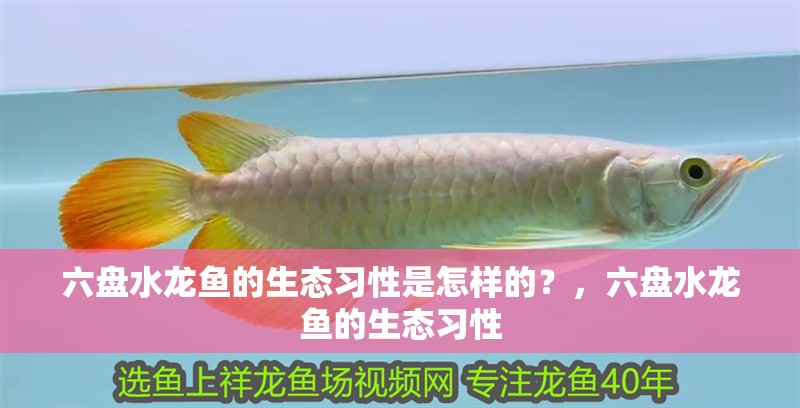 六盤水龍魚的生態(tài)習(xí)性是怎樣的？，六盤水龍魚的生態(tài)習(xí)性