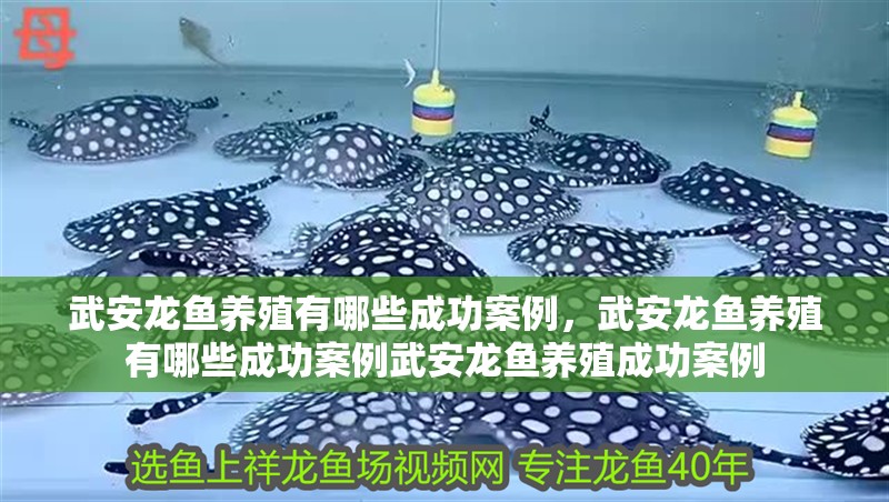武安龍魚養殖有哪些成功案例，武安龍魚養殖有哪些成功案例武安龍魚養殖成功案例