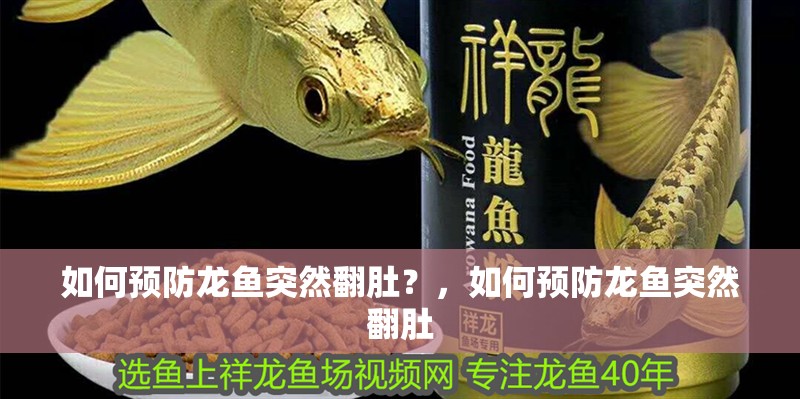 如何預防龍魚突然翻肚？，如何預防龍魚突然翻肚