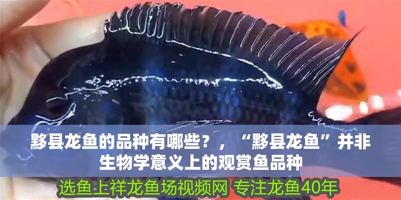 黟縣龍魚的品種有哪些？，“黟縣龍魚”并非生物學意義上的觀賞魚品種