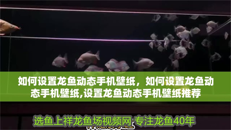 如何設置龍魚動態手機壁紙，如何設置龍魚動態手機壁紙,設置龍魚動態手機壁紙推薦