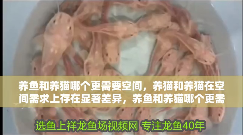 養(yǎng)魚和養(yǎng)貓哪個(gè)更需要空間，養(yǎng)貓和養(yǎng)貓?jiān)诳臻g需求上存在顯著差異，養(yǎng)魚和養(yǎng)貓哪個(gè)更需要空間