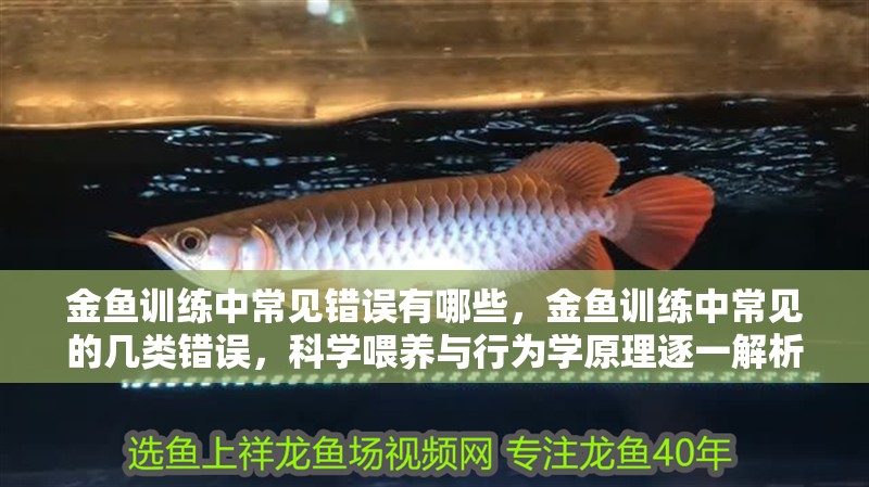 金魚訓(xùn)練中常見錯誤有哪些，金魚訓(xùn)練中常見的幾類錯誤，科學(xué)喂養(yǎng)與行為學(xué)原理逐一解析