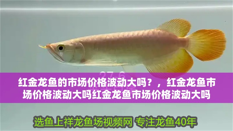 紅金龍魚的市場價格波動大嗎？，紅金龍魚市場價格波動大嗎紅金龍魚市場價格波動大嗎