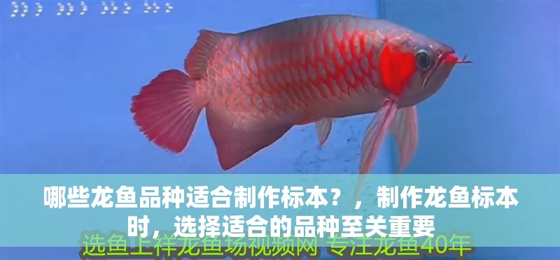 哪些龍魚品種適合制作標本？，制作龍魚標本時，選擇適合的品種至關重要