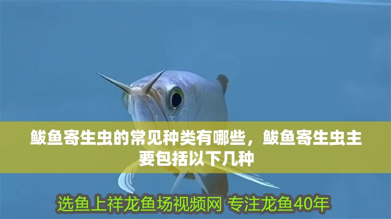鲅魚寄生蟲的常見種類有哪些，鲅魚寄生蟲主要包括以下幾種