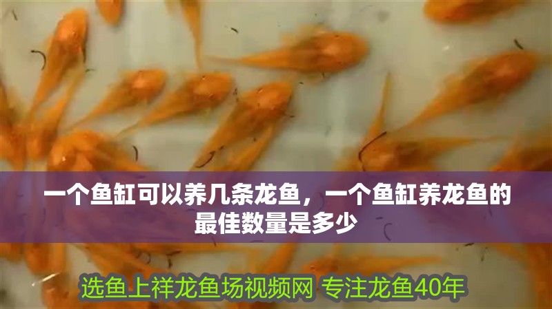 一個(gè)魚缸可以養(yǎng)幾條龍魚，一個(gè)魚缸養(yǎng)龍魚的最佳數(shù)量是多少