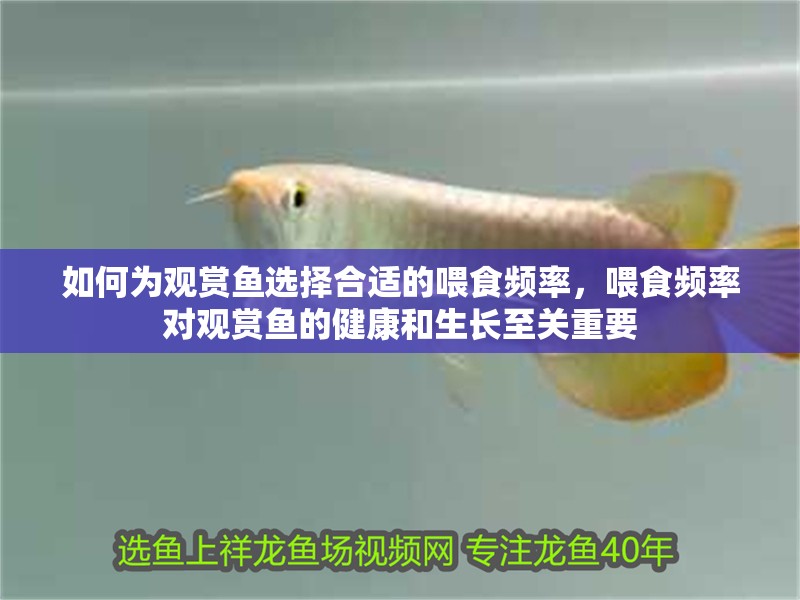 如何為觀賞魚選擇合適的喂食頻率，喂食頻率對觀賞魚的健康和生長至關重要