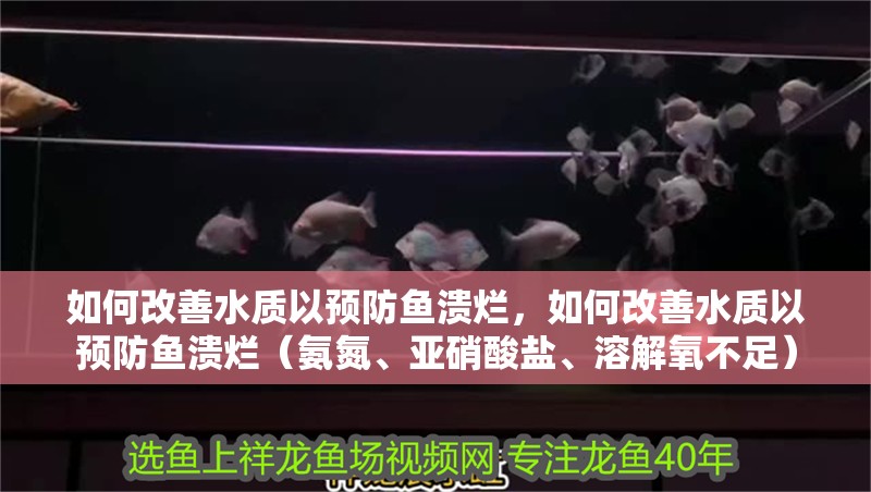 如何改善水質以預防魚潰爛，如何改善水質以預防魚潰爛（氨氮、亞硝酸鹽、溶解氧不足）