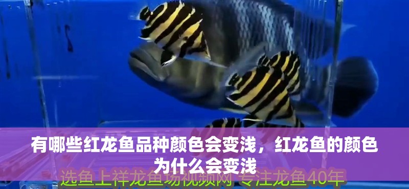 有哪些紅龍魚品種顏色會變淺，紅龍魚的顏色為什么會變淺