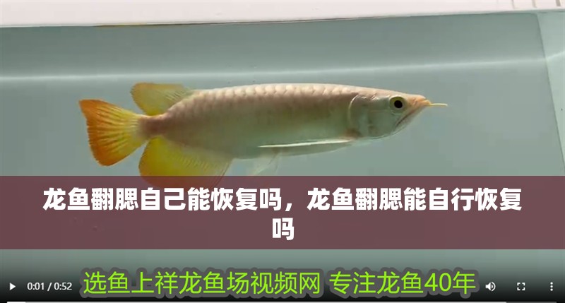 龍魚翻腮自己能恢復嗎，龍魚翻腮能自行恢復嗎