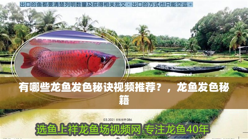 有哪些龍魚發(fā)色秘訣視頻推薦？，龍魚發(fā)色秘籍