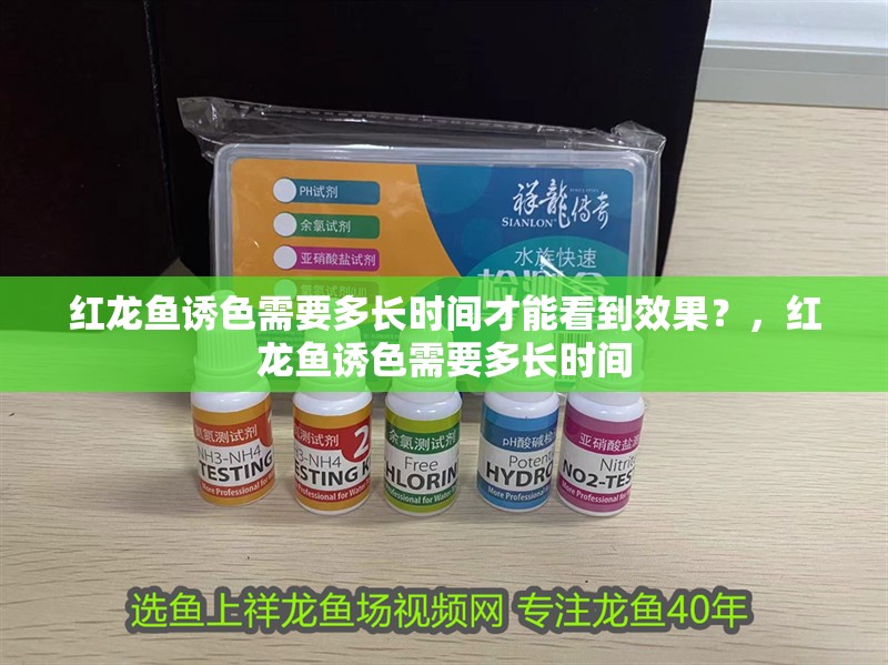 紅龍魚誘色需要多長時間才能看到效果？，紅龍魚誘色需要多長時間