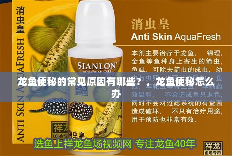 龍魚便秘的常見原因有哪些？，龍魚便秘怎么辦