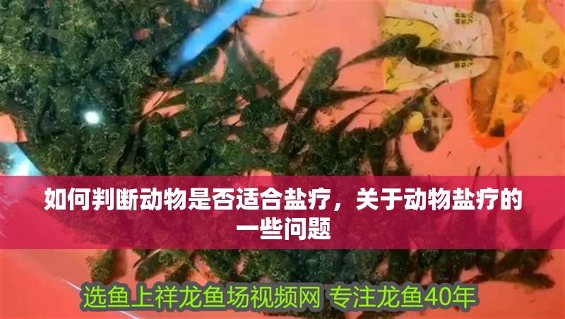 如何判斷動(dòng)物是否適合鹽療，關(guān)于動(dòng)物鹽療的一些問題