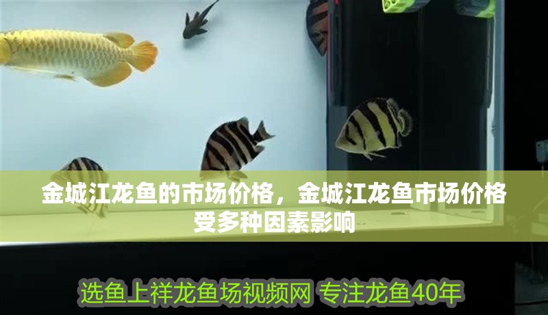 金城江龍魚的市場價格，金城江龍魚市場價格受多種因素影響