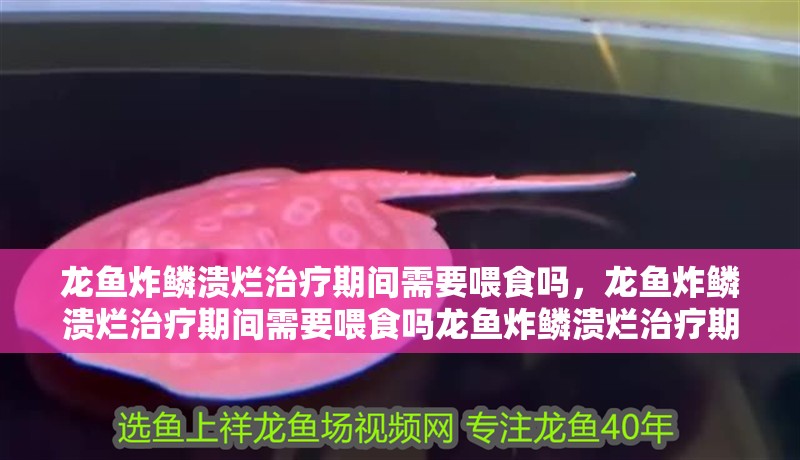 龍魚炸鱗潰爛治療期間需要喂食嗎，龍魚炸鱗潰爛治療期間需要喂食嗎龍魚炸鱗潰爛治療期間需要喂食嗎