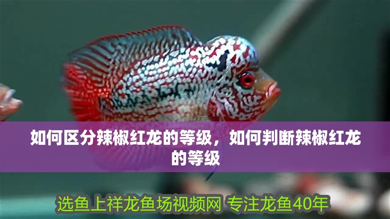 如何區分辣椒紅龍的等級，如何判斷辣椒紅龍的等級