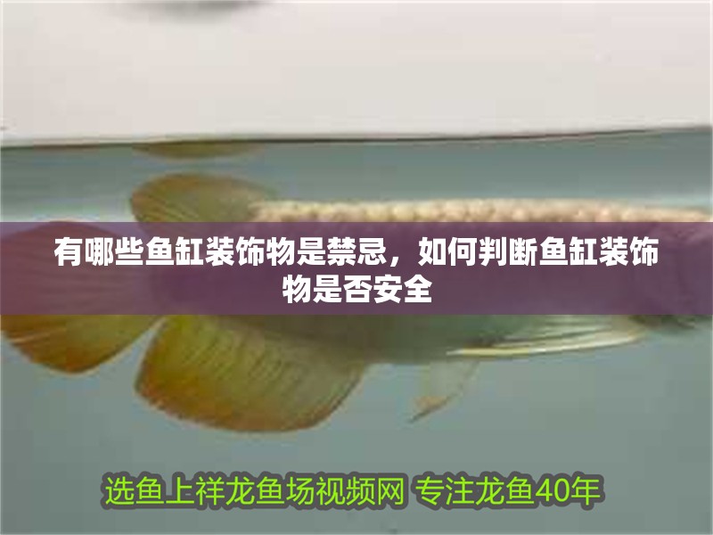 有哪些魚缸裝飾物是禁忌，如何判斷魚缸裝飾物是否安全