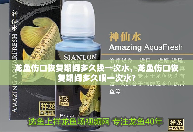 龍魚傷口恢復期間多久換一次水，龍魚傷口恢復期間多久喂一次水？