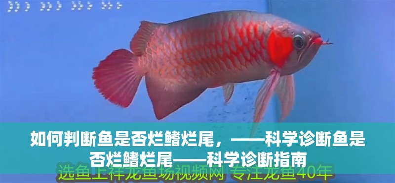如何判斷魚是否爛鰭爛尾，——科學診斷魚是否爛鰭爛尾——科學診斷指南